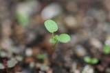 ユリを植えた鉢から雑草が生えてきて、そろそろ本葉が出てきました。