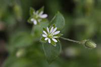 ハコベ(直径5mmぐらい、ハート型の花びら)