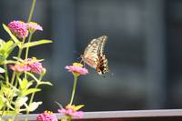 アゲハチョウ