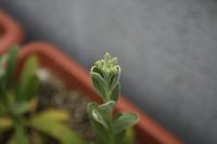 一気に伸びたストックの花芽