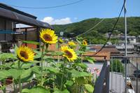20110625_0.jpg