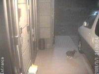 猫を動態監視で捕らえた防犯カメラの映像