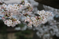 離宮八幡宮の桜