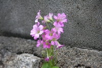ブロック塀の裾から咲いている花