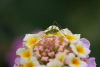 かわいい花の上にかわいいバッタが