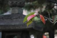 色づき始めた離宮八幡宮のサクラの葉