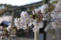 鳥居を背景に桜の梢を撮りました