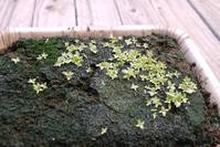 うっすら苔が生えたようなユーストマの群生