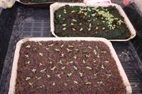 一部を植え替えた様子、果たして根付くか
