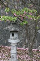 １つだけ残っていた八重桜