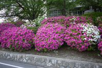 満開を迎えた関西電力の寮の土手に咲くツツジ
