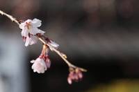 離宮八幡宮の枝垂れ桜