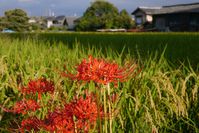 彼岸花と稲穂