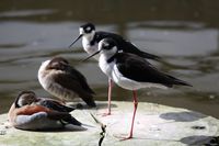 入り口を入ったところに水鳥たちとふれあえる場所がある