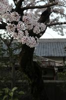 別荘の桜