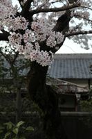 別荘の桜
