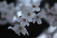 小泉川の桜