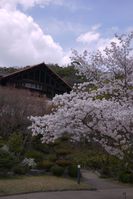 大山崎山荘の桜
