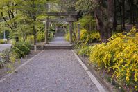 山吹に囲まれた椎尾神社参道、サントリーローヤルのキャップのデザインになった鳥居が見える