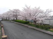 水無瀬川右岸の桜