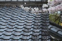 散り初めの桜(琵琶谷)