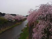 弓削川の桜