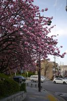 公民館の八重桜