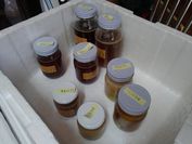 日本蜂蜜