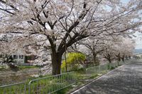 想いでの桜