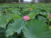 蓮の群生地、平の沢池