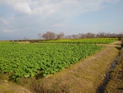 第一みさき公園の早咲き菜花