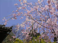 宝寺の枝垂れ桜