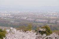 背割りの桜