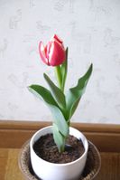 20130412_1.jpg