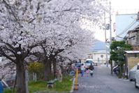 小泉川沿いの桜