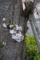 幹から桜
