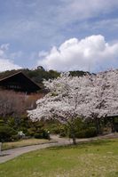 山荘と桜