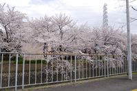 天神川沿いの桜