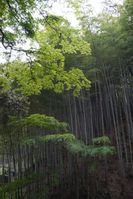 美しい竹林とモミジ